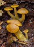 Callistosporium luteo-olivaceum image
