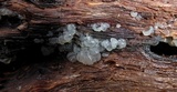 Tremella globispora image