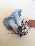 Hygrophorus caeruleus image