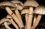 Leucoagaricus meleagris image