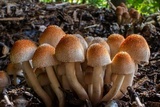 Leucoagaricus meleagris image