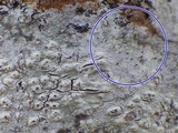 Sphinctrina tubiformis image