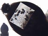 Sphinctrina tubiformis image