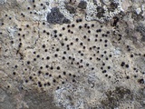 Acrocordia conoidea image