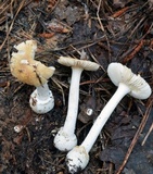 Amanita praecox image