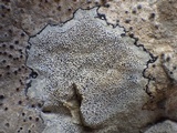 Verrucaria baldensis image
