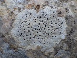 Verrucaria hochstetteri image