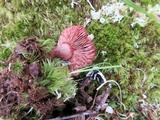 Lactarius camphoratus image