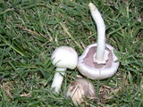 Agaricus californicus image