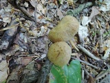 Kuehneromyces marginellus image