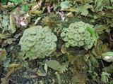 Polyporus umbellatus image