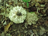 Polyporus umbellatus image