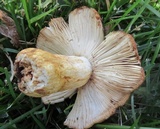 Russula mutabilis image