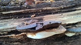 Ganoderma lobatum image