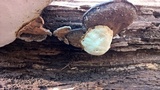 Ganoderma lobatum image