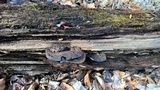 Ganoderma lobatum image
