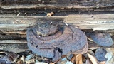 Ganoderma lobatum image