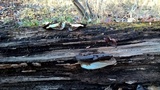 Ganoderma lobatum image