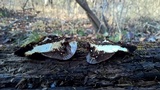 Ganoderma lobatum image