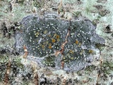 Caloplaca cerina image