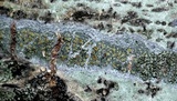 Caloplaca cerina image