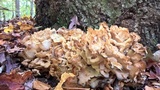 Grifola frondosa image