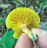 Phylloporus leucomycelinus image