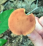 Phylloporus leucomycelinus image