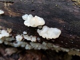 Ductifera pululahuana image