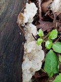 Ductifera pululahuana image