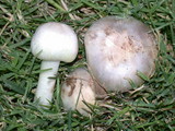 Agaricus californicus image