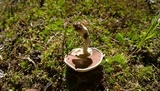 Agaricus placomyces image