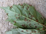 Guignardia bidwellii image