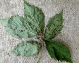 Guignardia bidwellii image