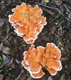 Laetiporus cincinnatus image