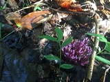 Clavaria zollingeri image