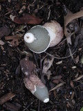 Phallus ravenelii image
