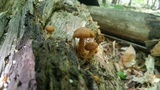 Kuehneromyces marginellus image