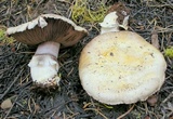 Agaricus moronii image