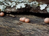 Lycogala epidendrum image