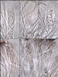 Collema polycarpon image