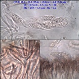 Collema polycarpon image