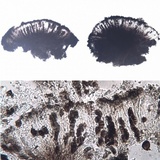 Diplotomma hedinii image