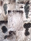 Diplotomma hedinii image
