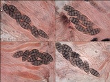 Diploschistes diacapsis image