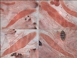 Diploschistes diacapsis image
