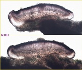 Bacidia laurocerasi image