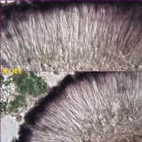Bacidia laurocerasi image