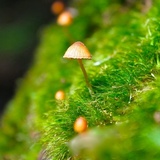 Galerina vittiformis image