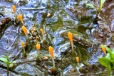 Mitrula elegans image